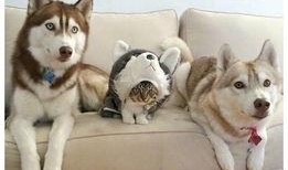 娱乐圈哈士奇爆料事件,揭秘明星隐私背后的真相